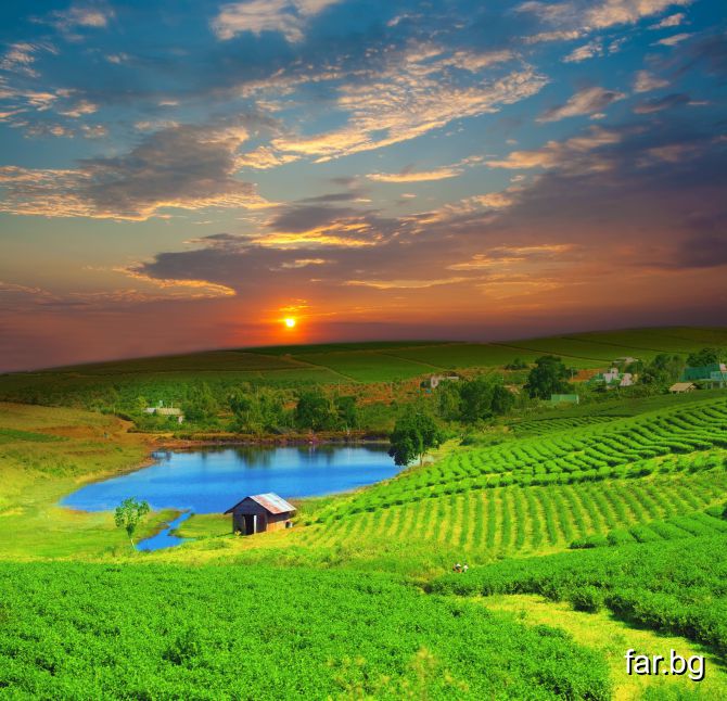 Чаена плантация във Виетнам