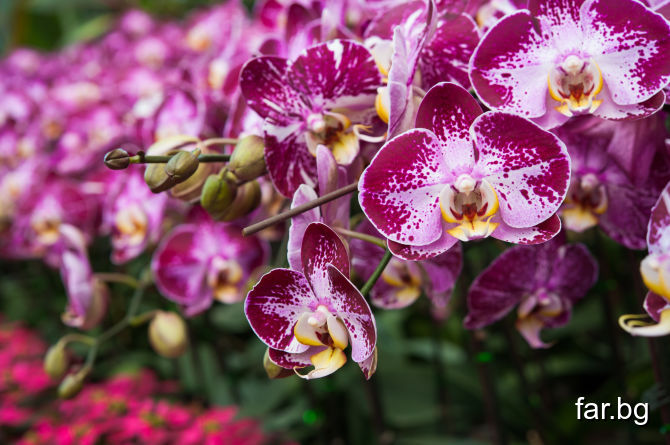 Легенда за орхидеята