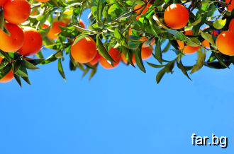 Сезонът на портокалите