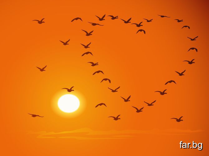 Ято птици на фона на залязващото слънце
