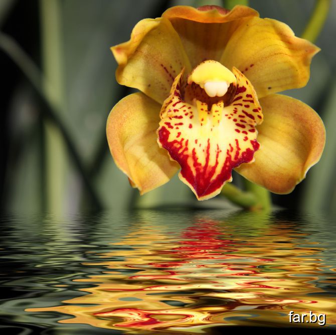 Красотата на орхидеите