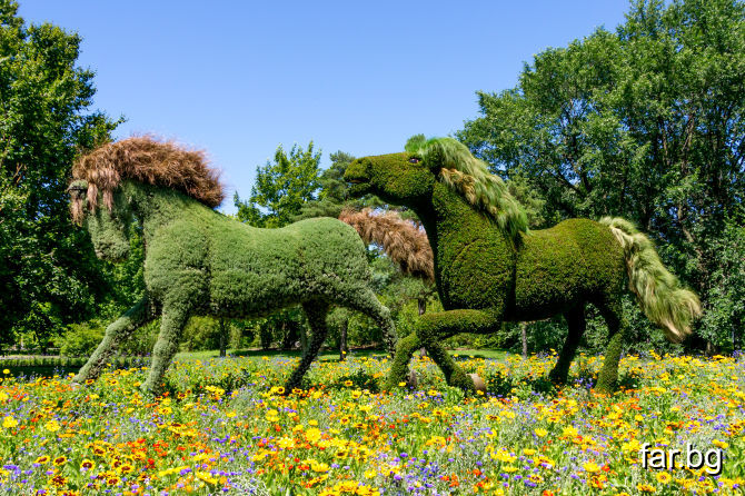 Красотата на бягащи коне изваяни от живи цветя