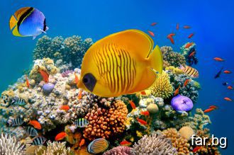 Красотата на подводният свят