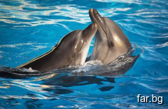 Тези изумителни делфини